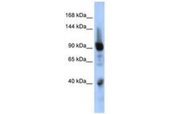 ZNF507 antibody  (AA 575-624)