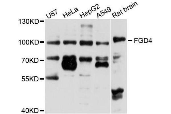 FGD4 antibody  (AA 99-198)