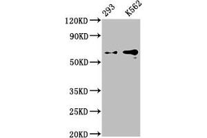 Western Blot Positive WB detected in: 293 whole cell lysate, K562 whole cell lysate All lanes: GPC3 antibody at 0. (Recombinant Glypican 3 antibody)