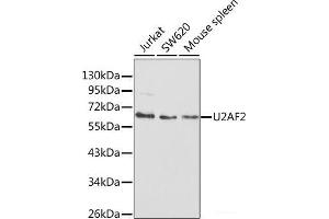Western blot analysis of extracts of various cell lines using U2AF2 Polyclonal Antibody at dilution of 1:1000. (U2AF2 antibody)