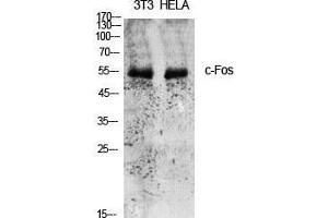 Western Blot (WB) analysis of specific cells using c-Fos Polyclonal Antibody. (c-FOS antibody  (Ser389))