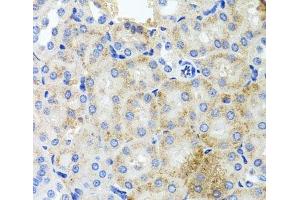 Immunohistochemistry of paraffin-embedded Mouse kidney using PEX3 Polyclonal Antibody at dilution of 1:100 (40x lens). (PEX3 antibody)