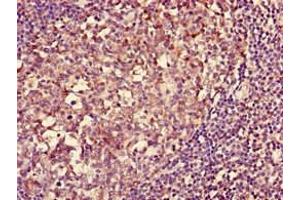 Immunohistochemistry of paraffin-embedded human tonsil tissue using ABIN7155590 at dilution of 1:100 (HLA-DQA1 antibody  (AA 24-213) (Biotin))