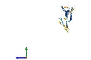 AlphaFold protein structure predicition of Mouse Recombinant Ccdc63 Protein, UniprotID Q8CDV6 (CCDC63 Protein (AA 1-558) (His tag))