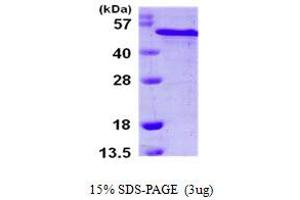 SDS-PAGE (SDS) image for Reticulocalbin 2, EF-Hand Calcium Binding Domain (RCN2) (AA 26-317) protein (His tag) (ABIN667896)