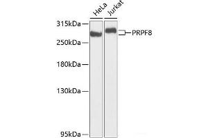 Western blot analysis of extracts of various cell lines using PRPF8 Polyclonal Antibody at dilution of 1:1000.