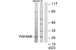 Western blot analysis of extracts from HepG2 cells and Jurkat cells, using 14-3-3 β antibody. (YWHAB antibody)
