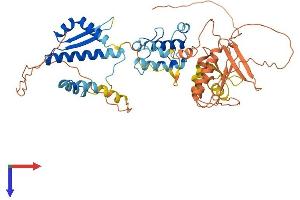 NRF1 Protein (AA 1-503) (His tag)