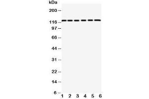 Western blot testing of CAR antibody and rat samples 1: pancreas;  2: brain;  3: heart; and human samples 4: HeLa;  5: 293T;  6: COLO320 cell lysate.