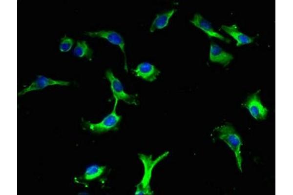 LRBA antibody  (AA 2-252)