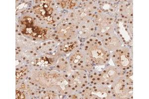 ABIN6267376 at 1/200 staining human kidney tissue sections by IHC-P. (Glycogen Synthase 1 antibody  (pSer645))