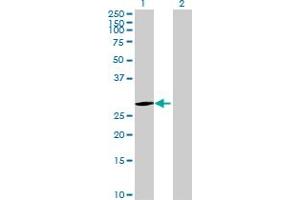 EMG1 antibody  (AA 1-244)