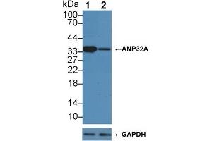 Western Blotting (WB) image for anti-Acidic (Leucine-Rich) Nuclear phosphoprotein 32 Family, Member A (ANP32A) (AA 2-175) antibody (ABIN7437665)