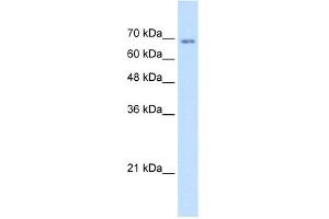 WB Suggested Anti-TM9SF1 Antibody Titration:  1.