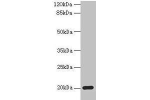 Western blot All lanes: MPV17 antibody at 2 μg/mL + Mouse heart tissue Secondary Goat polyclonal to rabbit IgG at 1/10000 dilution Predicted band size: 20 kDa Observed band size: 20 kDa (MPV17 antibody  (AA 1-176))