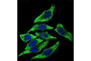 Immunocytochemistry (ICC) image for anti-Dynactin 4 (DCTN4) (AA 57-298) antibody (ABIN1843394) (Dynactin 4 antibody  (AA 57-298))