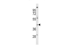 Western blot analysis of FPRL2 Antibody (Center) (ABIN652741 and ABIN2842490) in NCI- cell line lysates (35 μg/lane). (FPR3 antibody  (AA 307-333))