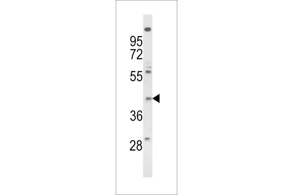 FPR3 Antikörper  (AA 307-333)