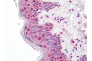 ZMAT2 antibody  (HRP)