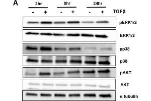 Western Blotting (WB) image for anti-Tubulin, alpha 1B (TUBA1B) (C-Term) antibody (ABIN964563)