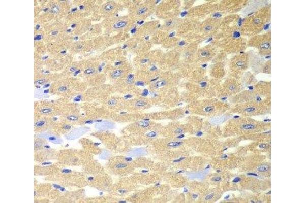 RPH3A antibody
