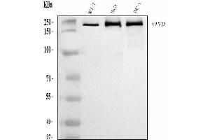 Western blot analysis of HUPF2/RENT2/UPF2 using anti-HUPF2/RENT2/UPF2 antibody (ABIN7600567).