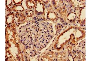 IHC image of ABIN7153823 diluted at 1:150 and staining in paraffin-embedded human kidney tissue performed on a Leica BondTM system. (RABGGTA antibody  (AA 1-200))