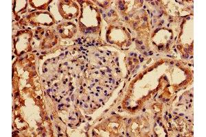 IHC image of ABIN7153823 diluted at 1:150 and staining in paraffin-embedded human kidney tissue performed on a Leica BondTM system. (RABGGTA antibody  (AA 1-200))