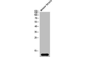 Western Blot analysis of mouse-brain cells using Synuclein-α Polyclonal Antibody (SNCA antibody  (N-Term))