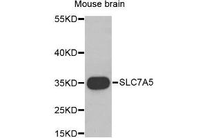 Western Blotting (WB) image for anti-Solute Carrier Family 7 (Cationic Amino Acid Transporter, Y+ System), Member 5 (SLC7A5) (AA 1-125) antibody (ABIN6219842) (SLC7A5 antibody  (AA 1-125))