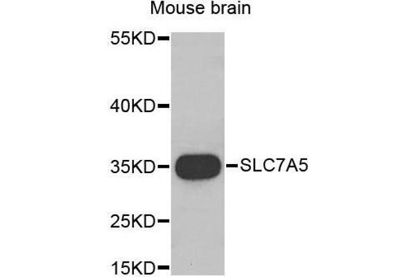 SLC7A5 antibody  (AA 1-125)