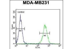 ST7 Antibody (Center) (ABIN654450 and ABIN2844184) flow cytometric analysis of MDA-M cells (right histogram) compared to a negative control (left histogram).