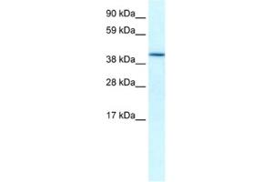 Western Blotting (WB) image for anti-Hypoxia Inducible Factor 1, alpha Subunit Inhibitor (HIF1AN) antibody (ABIN2460606) (HIF1AN antibody)
