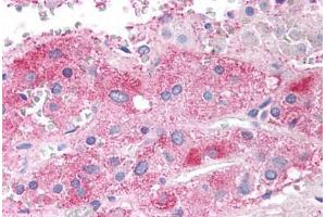 Human Adrenal Medulla (formalin-fixed, paraffin-embedded) stained with SEMA3E antibody ABIN297629 at 2. (SEMA3E antibody  (AA 762-775))