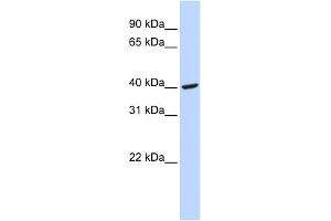 WB Suggested Anti-FGG Antibody Titration:  0. (FGG antibody  (Middle Region))