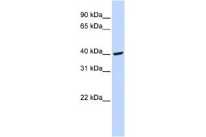 WB Suggested Anti-FGG Antibody Titration:  0.