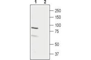 Western Blotting (WB) image for anti-Luteinizing Hormone/Choriogonadotropin Receptor (LHCGR) (AA 327-340), (Extracellular) antibody (ABIN7043309)