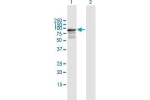 Western Blot analysis of TNXB expression in transfected 293T cell line by TNXB MaxPab polyclonal antibody. (TNXB antibody  (AA 1-673))