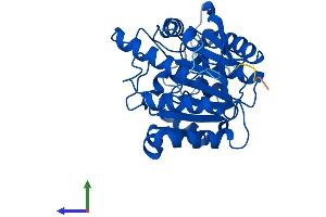 Protein Structure (PS) image for Arginase, Liver (ARG1) (AA 1-323) protein (His tag) (ABIN7557676)
