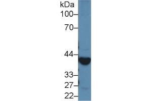 Detection of ADH1 in Rat Liver lysate using Polyclonal Antibody to Alcohol Dehydrogenase 1 (ADH1) (ADH1 antibody  (AA 169-370))