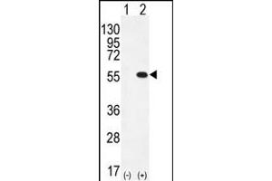 Western blot analysis of PRMT2 (arrow) using rabbit polyclonal PRMT2 Antibody  (ABIN387837 and ABIN2843934).