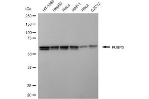 anti-Far Upstream Element (FUSE) Binding Protein 3 (FUBP3) antibody