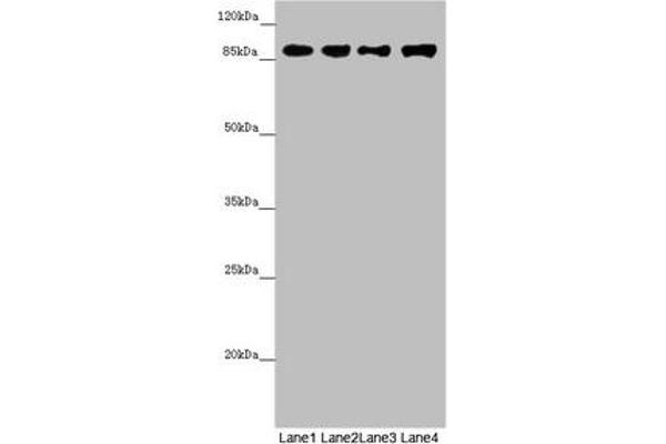 COG4 antibody  (AA 506-785)