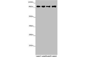 Western blot All lanes: COG4 antibody at 4. (COG4 antibody  (AA 506-785))