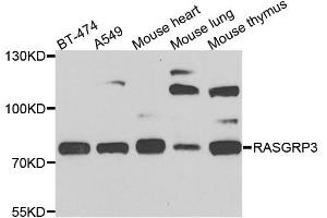 Western blot analysis of extracts of various cell lines, using RASGRP3 antibody. (RASGRP3 antibody  (AA 540-689))