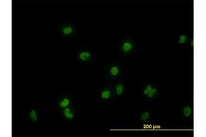 Immunofluorescence of monoclonal antibody to GATA2 on HeLa cell. (GATA2 antibody  (AA 1-102))