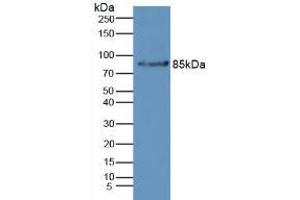 Western blot analysis of Mouse Liver Tissue. (Complement Factor B antibody  (AA 32-157))