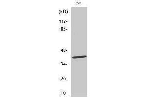 Western Blotting (WB) image for anti-TNF Receptor Superfamily, Member 6 (FAS) (Ser15) antibody (ABIN3175057) (FAS antibody  (Ser15))