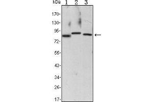 Western blot analysis using CHUK mouse mAb against Raji (1), Jurkat (2) and THP-1 (3) cell lysate.