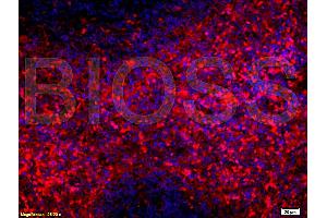 Formalin-fixed and paraffin embedded rat spleen tissue labeled with Anti-SCF Polyclonal Antibody (ABIN669936) , Unconjugated at 1:200, followed by conjugation to the secondary antibody Goat Anti-Rabbit IgG, PE conjugated used at 1:200 dilution for 40 minutes at 37 °C. (KIT Ligand antibody  (AA 151-250))